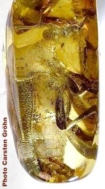 Paracorymbia (Vadoniocorymbia) antiqua