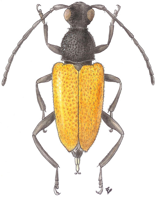 Paracorymbia (Vadoniocorymbia) antiqua