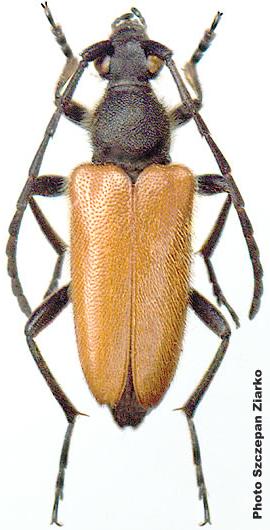 Paracorymbia (s. str.) excisipes