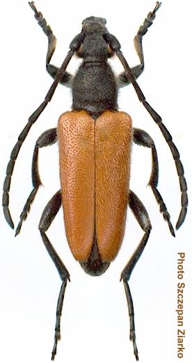 Paracorymbia (s. str.) pallens