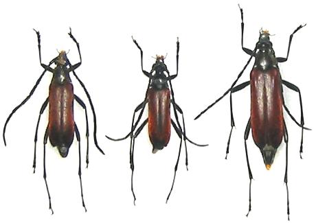 Paranaspia anaspidoides