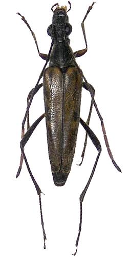 Parastrangalis nymphula