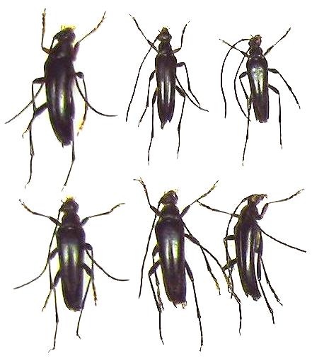 Pedostrangalia (Neosphenalia) femoralis