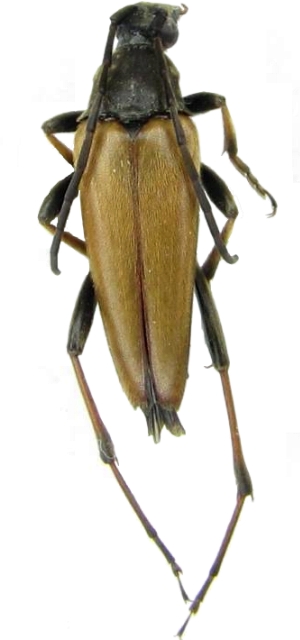 Pedostrangalia (Neosphenalia) pubescens