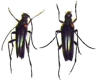 Pedostrangalia (Neosphenalia) femoralis