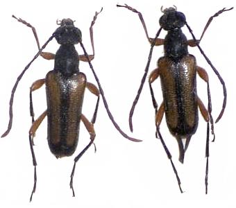 Pseudalosterna elegantula