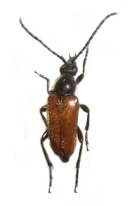 Pseudovadonia livida 