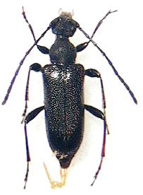 Pseudalosterna takagii
