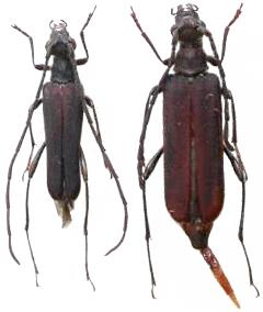 Pyrrhona laeticolor takakuwai