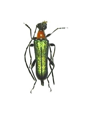 Anoplodera (Robustanoplodera) tricolor