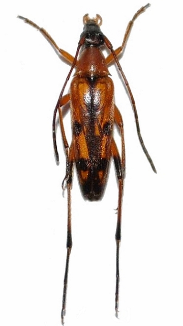 Stenurella septempunctata septempunctata  Stenurella septempunctata septempunctata