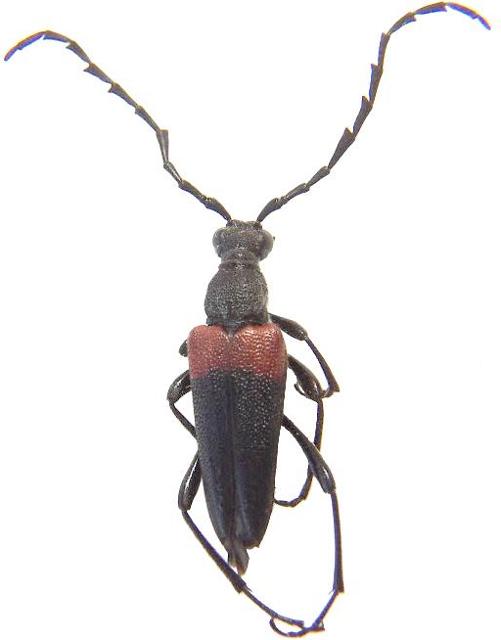 Stictoleptura (Stictoleptura) canadensis cribripennis