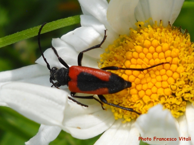Stictoleptura (Stictoleptura) cordigera illyrica