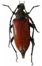 Stictoleptura (Stictoleptura) fontenayi