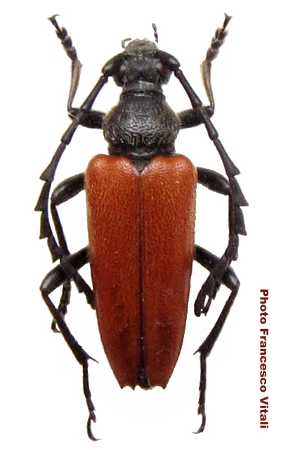 Stictoleptura (Stictoleptura) fontenayi