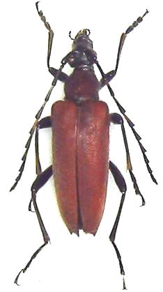 Stictoleptura (Stictoleptura) igai