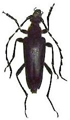 Stictoleptura (Stictoleptura) variicornis