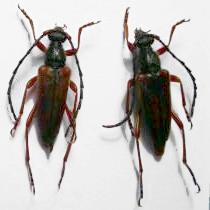 Stictoleptura (Stictoleptura) trisignata