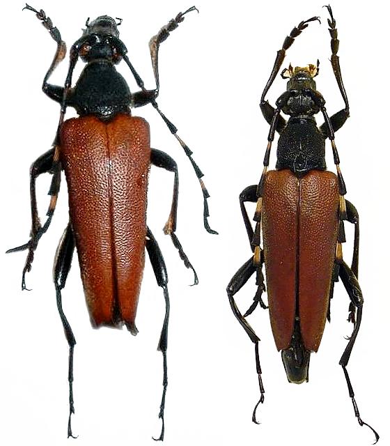 Stictoleptura (Stictoleptura) variicornis