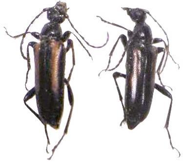 Strangalepta abbreviata