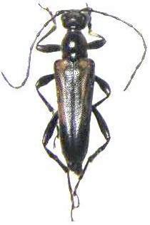 Strangalepta abbreviata