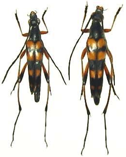 Strangalia attenuata Strangalia attenuata