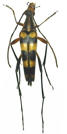 Strangalia takeuchii