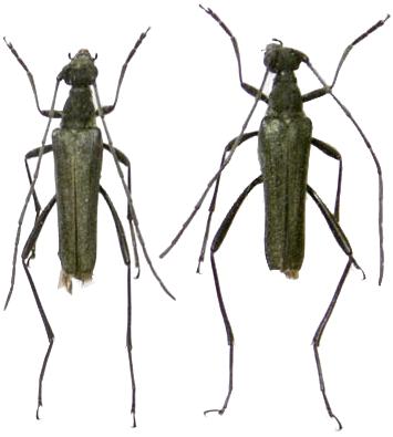 Strangalomorpha tenuis