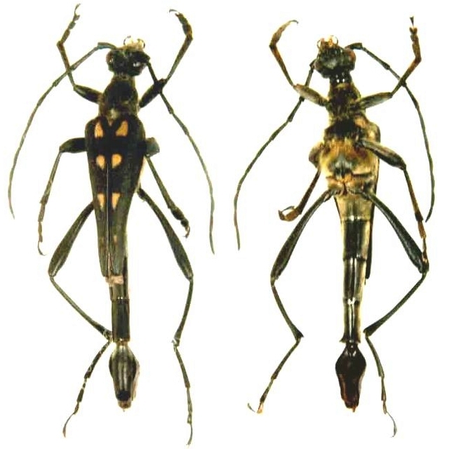 Teratoleptura mirabilis shibatai