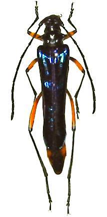 Hephaestion ocreatus