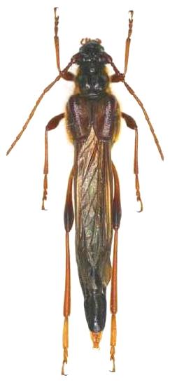 Necydalis (Necydalis) major aino