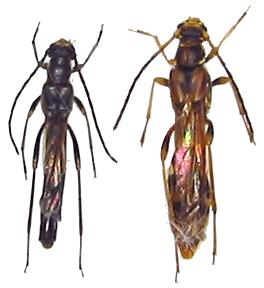 Necydalis (Eonecydalis) formosana matsudai