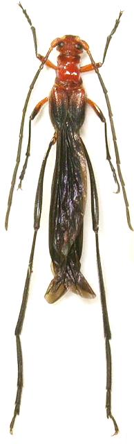 Necydalis (Calonecydalis) itoi