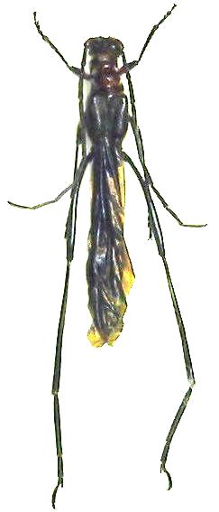 Necydalis (Calonecydalis) itoi
