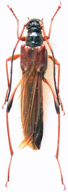 Necydalis (Necydalisca) solida