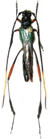 Planopus laniniensis