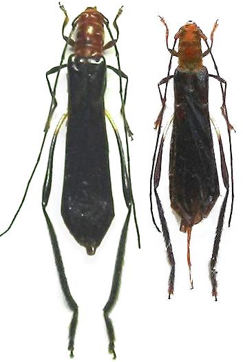 Psebena brevipennis