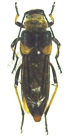 Ulochaetes leoninus