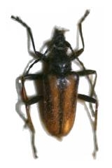 Acmaeops (Gnathacmaeops) pratensis