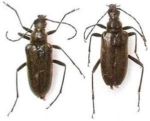 Acmaeops (Acmaeops) septentrionis