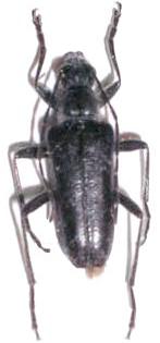 Acmaeops (Acmaeops) septentrionis