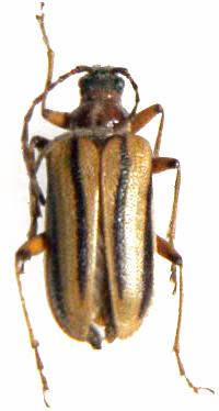 Brachysomida bivittata