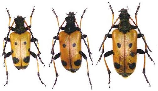 Brachyta bifasciata japonica