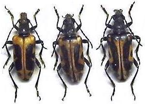 Brachyta interrogationis