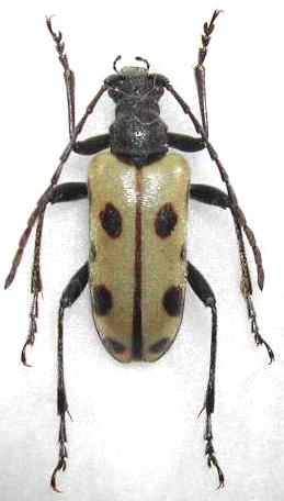 Brachyta punctata