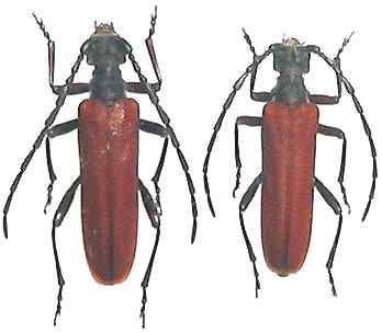 Enoploderes (Pyrenoploderes) bicolor