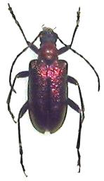 Gaurotes (Carilia) atripennis