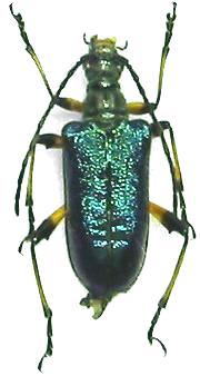 Gaurotes (Paragaurotes) doris doris