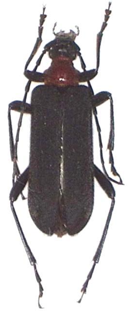 Macropidonia ruficollis