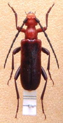 Pachypidonia bodemeyeri